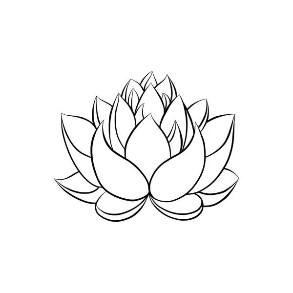 Lotus lily su