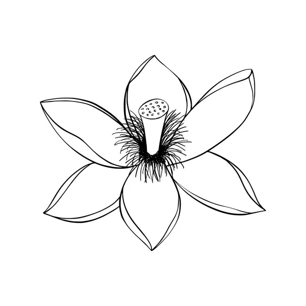 Lotus водних лілії — стоковий вектор