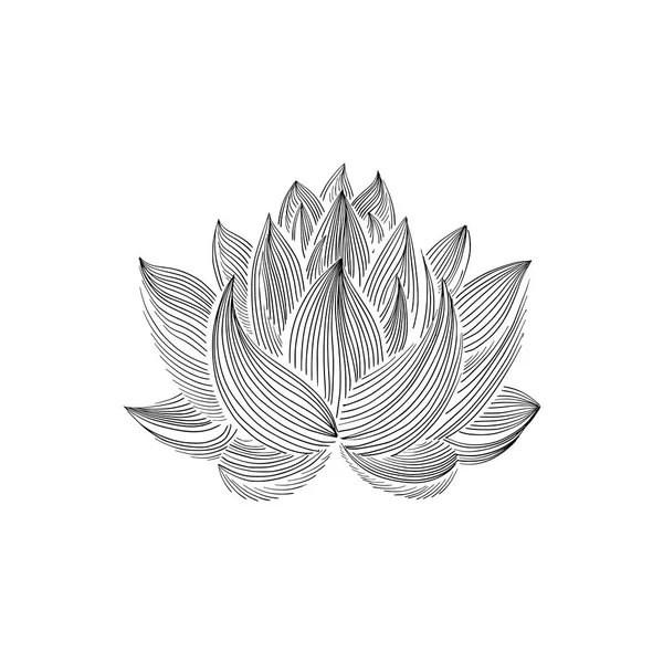 Lotus lily su