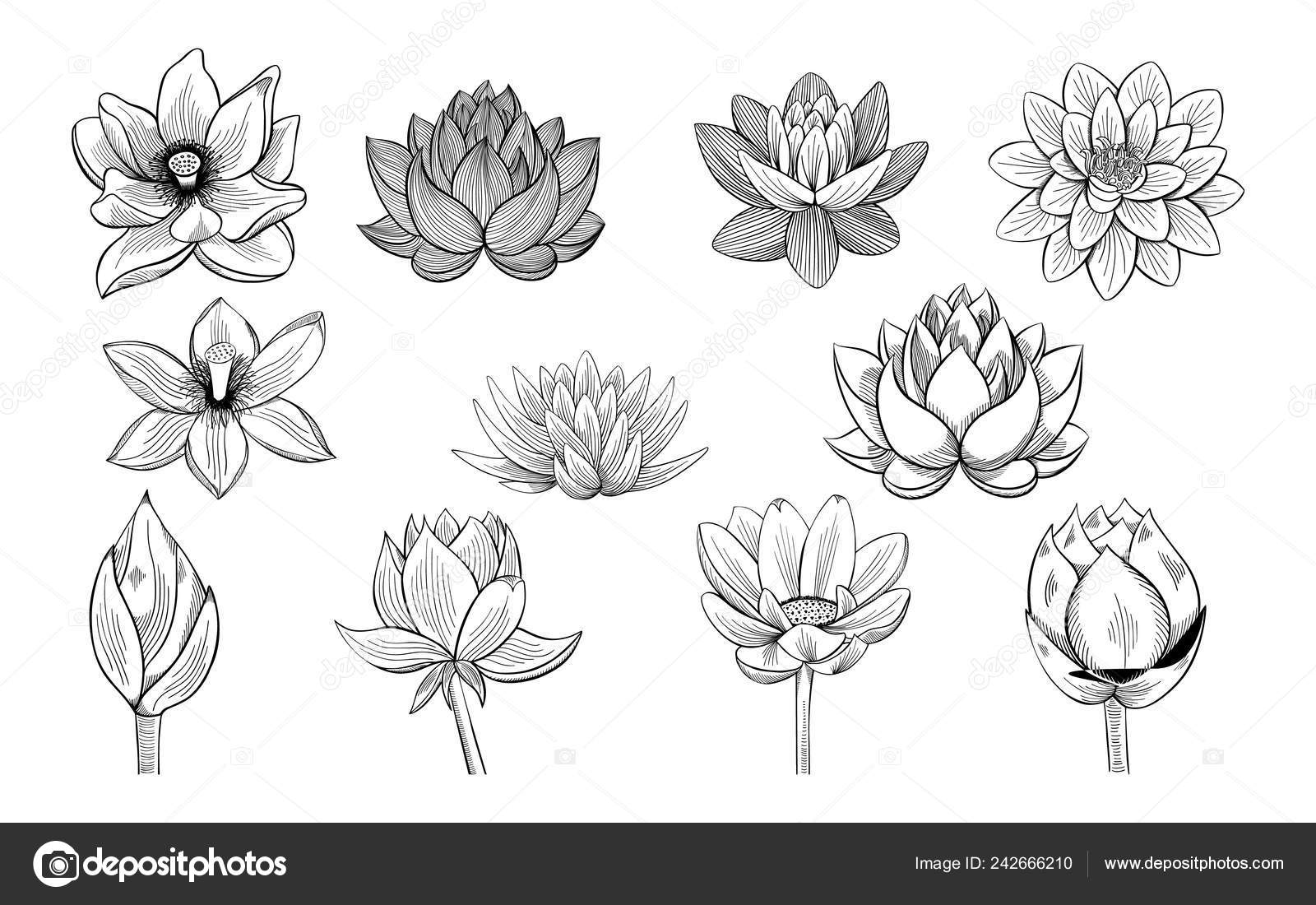 Collection De Croquis De Lotus Lotus Les Bourgeons Et Les