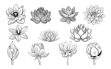 Lotus skeçler topluluğu. Nilüferler, tomurcukları ve vintage tarzı yapraklarda.