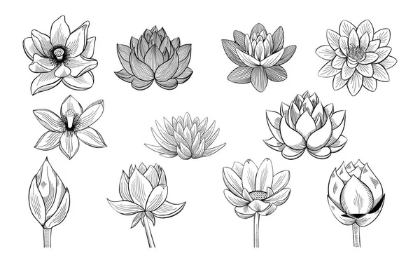 Lotus skeçler topluluğu. Nilüferler, tomurcukları ve vintage tarzı yapraklarda.
