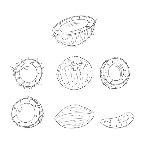 Noix de coco entières et coupées en deux illustrations de contour dessinées à la main — Image vectorielle