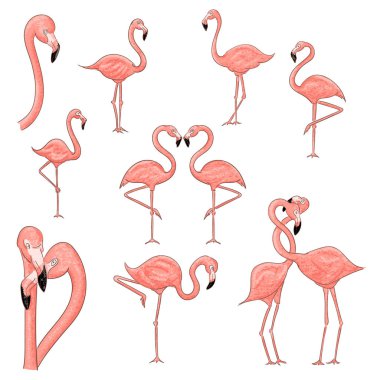 Beyaz arka planda izole karikatür Flamingo vektör illüstrasyon.