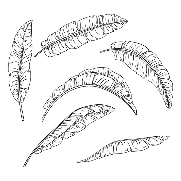Tropische Palmblätter gesetzt, Dschungel-Bananenblatt — Stockvektor