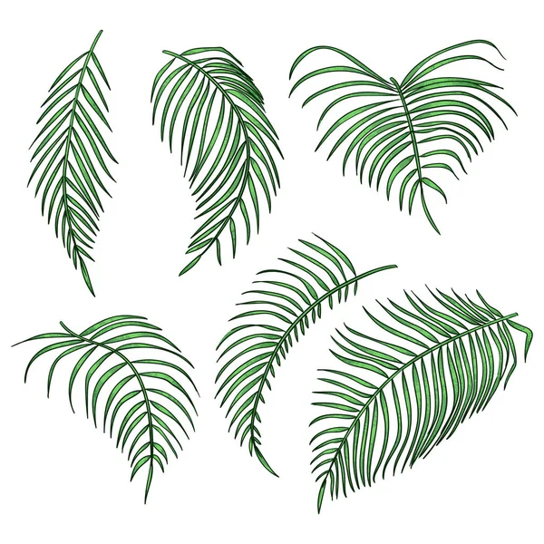 Векторные пальмовые листья, набор листьев джунглей на белом фоне . — стоковый вектор