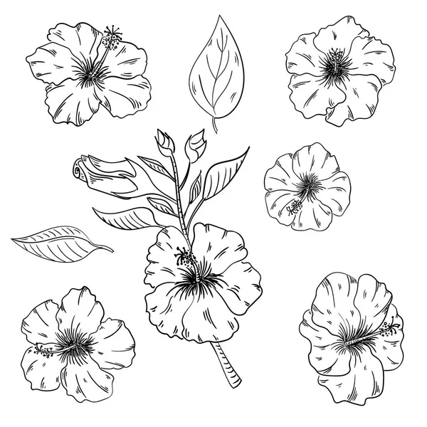 Ιβίσκος floral τροπικά λουλούδια σετ. Άγριο άνθος φύλλων άγριας άνοιξης απομονωμένο. Μαύρο και άσπρο χαραγμένη τέχνη μελανιού — Διανυσματικό Αρχείο
