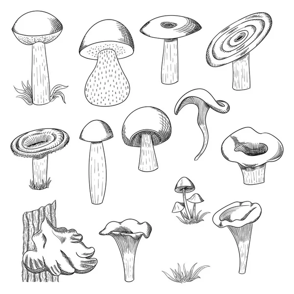 Pilz handgezeichnete Skizze Vektor Illustration. Champignon Shiitake, frische Biolebensmittel isoliert auf weiß. — Stockvektor
