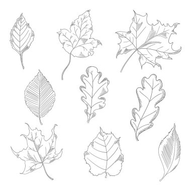 Autumn leaves set in a sketch style. Maple and Oak Trees. Vector illustration isolated on white background.