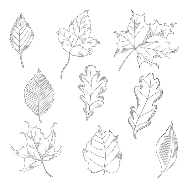 Autumn leaves set in a sketch style. Maple and Oak Trees. Vector illustration isolated on white background. — Stock Vector