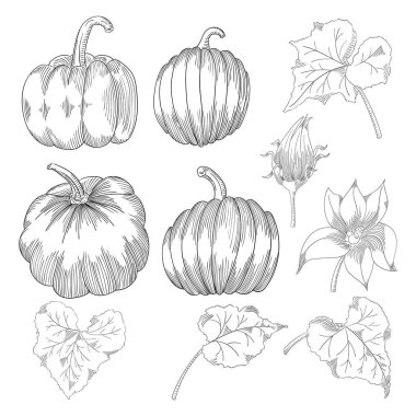 Pumpkin vector drawing set. Isolated hand drawn object with sliced and leaves.