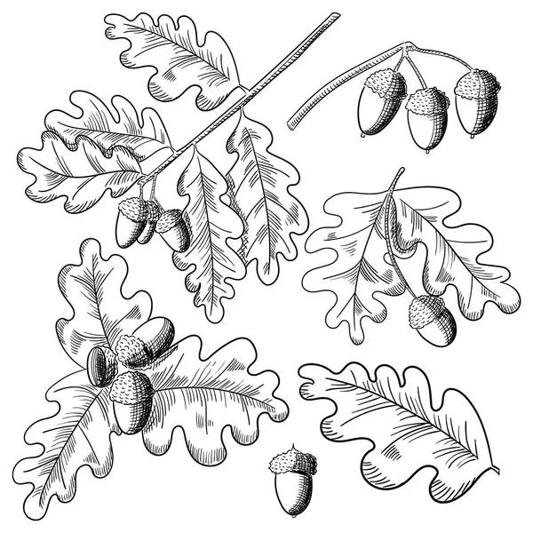 Vector oak leaf and acorn drawing set. Autumn elements. — Stock Vector