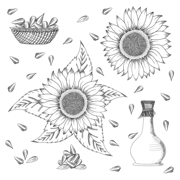 Sunflower seed and flower vector drawing set. Hand drawn isolated illustration. Food ingredient vintage sketch.