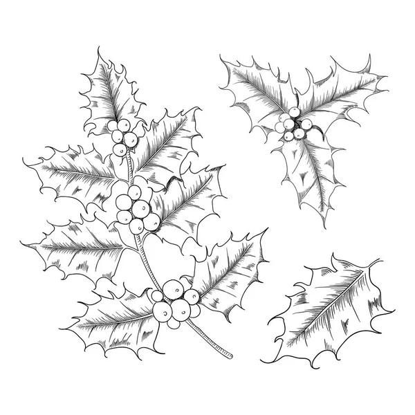 Vektor handgezeichnet Stechpalme, Ilexzweig mit Beeren und Blättern, Mistelzweig gesetzt. — Stockvektor