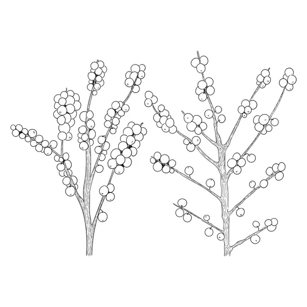 Vettore disegnato a mano agrifoglio, ramo ilex con bacca e foglie, set vischio . — Vettoriale Stock