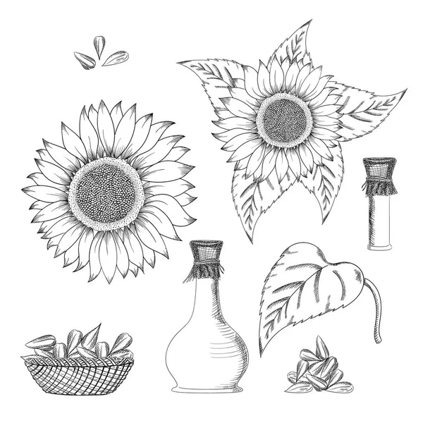 Napraforgómag és virág vektoros rajz meg. Kézzel rajzolt izolált illusztráció. Élelmiszer-összetevő Vintage vázlat. — Stock Vector