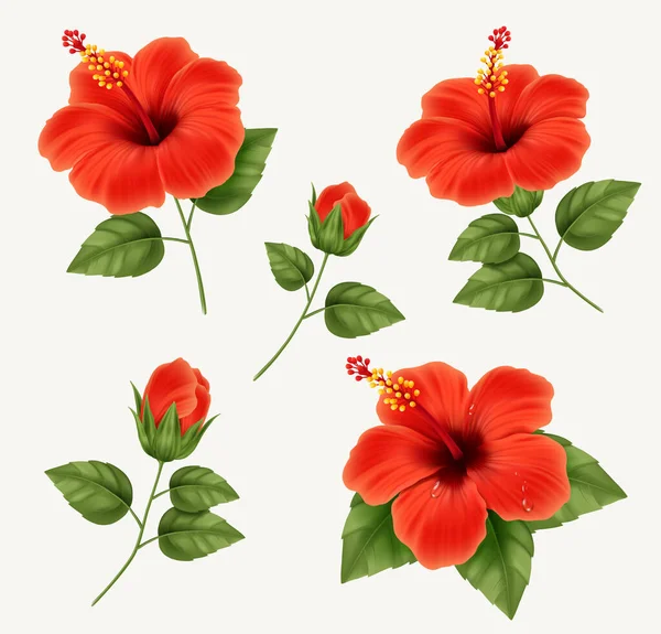 Σύνολο από ρεαλιστικό όμορφο λουλούδι ιβίσκου με μπουμπούκια και φύλλα. Εικονογράφηση διάνυσμα με λουλούδι ιβίσκου — Διανυσματικό Αρχείο