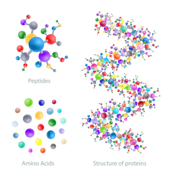 Struktur Von Proteinen Peptiden Aminosäuren Vektorillustration — Stockvektor