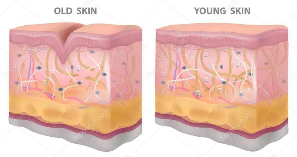 Skin young old wrinkles, dryness, realistic drawing,structure vector illustration