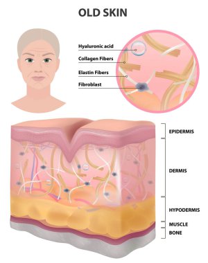 The skin of an old woman, wrinkles, detailed illustration, medicine, vector illustration clipart