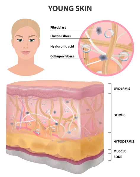 Femmes Peau Jeune Élastique Sain Dessin Détaillé Illustration Vectorielle Cosmétologie — Image vectorielle