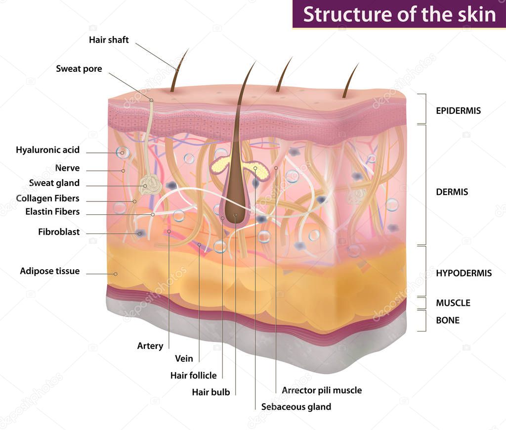 Skin structure, medicine, full description, three-dimensional realistic drawing, vector illustration