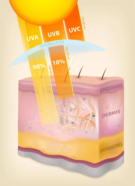 El sol irradia capas de la piel. Dibujo tridimensional, real — Vector de stock