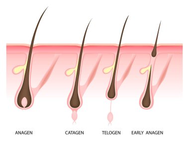 Hair growth phase,  vector illustration clipart