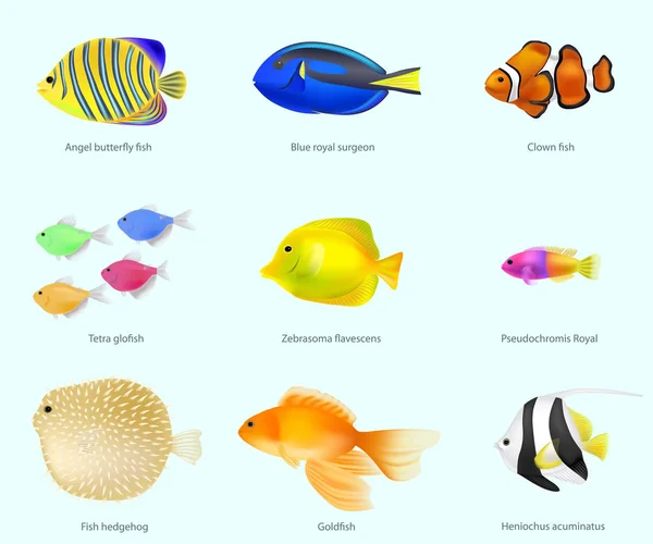 鱼种集载体插图 — 图库矢量图片