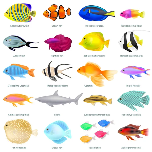 Un conjunto de peces diferentes, colorido tridimensional, vector — Archivo Imágenes Vectoriales