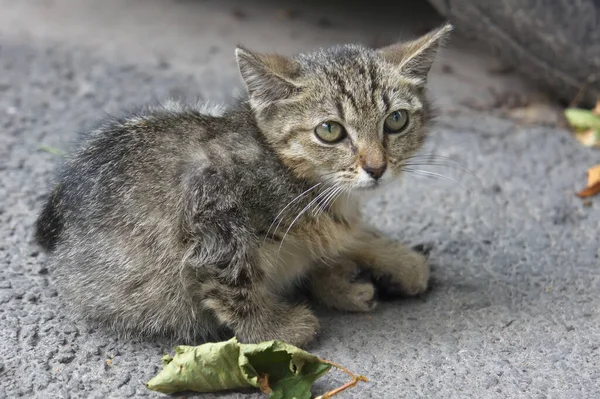 Kleines Obdachloses Kätzchen Auf Der Straße — Stockfoto
