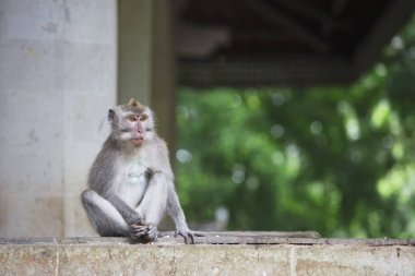 Kutsal maymun orman Ubud, Bali, Endonezya uzun kuyruklu makak