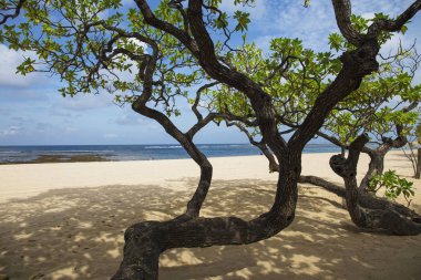 Bali Adası, Endonezya ağaçlar tropikal plaj