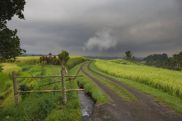 Camino Través Terraza Del Campo Arroz Isla Bali Indonesia — Foto de Stock