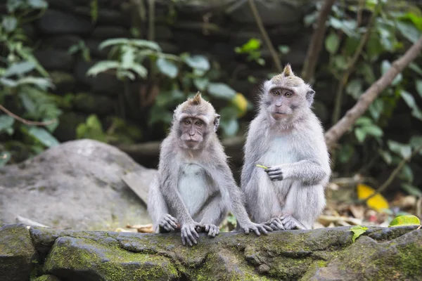 Macacos Cauda Longa Floresta Macacos Sagrados Ubud Bali Indonésia — Fotografia de Stock