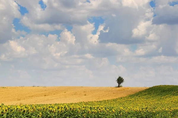 Jordbruksmark Med Blå Himmel — Stockfoto