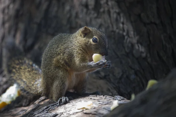 Bonito Esquilo Comer Comida Árvore — Fotografia de Stock