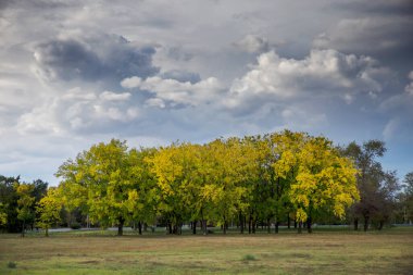 Parktaki ağaçlar Bulutlu mavi gökyüzü