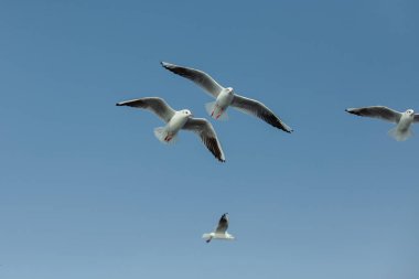 Martılar denizin üzerinde uçuyor.