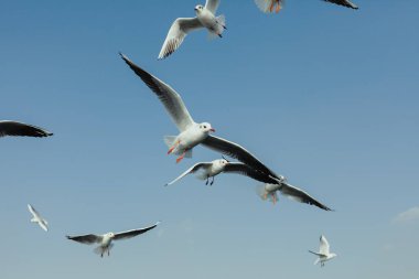 Martılar denizin üzerinde uçuyor.