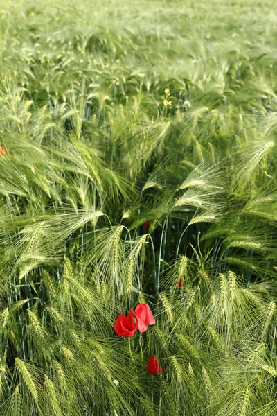 Amapolas Rojas Campo Verde —  Fotos de Stock