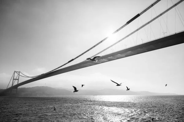 Чайки Летающие Над Морем Стамбул — стоковое фото
