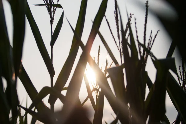 Großes Maisfeld Mit Sonnenlicht lizenzfreie Stockbilder