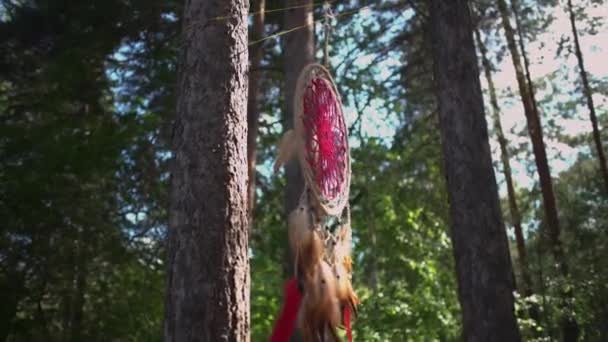 森林中树上的追梦者在风中曳动 免版税图库视频片段