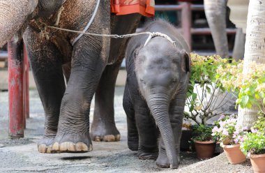 Hayvanat bahçesinde Tayland filler