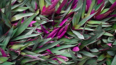 Desen arkaplanı, dizayn için boşluk, üst görünüm bırakır