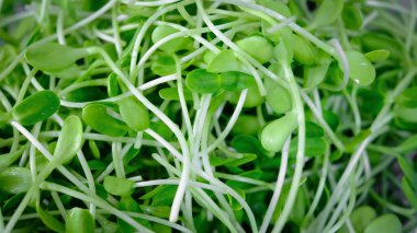 Sepette ayçiçeği fideleri. Bahçedeki yeşil fidan bitkileri.