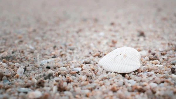 Blick Auf Den Sandstrand Muscheln Sand — Stockfoto