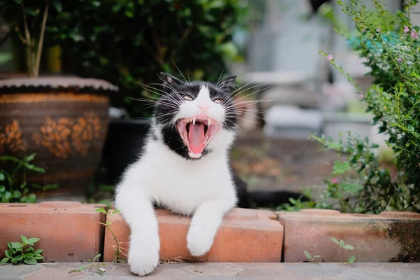 Een Gapende Kat Tuin Met Wazige Achtergrond — Stockfoto