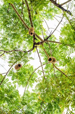 Görünüm ağaç Ricebird veya weaver kuş yuva arıyor